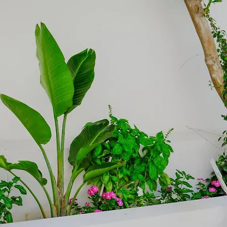 Apartament Toci